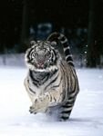 pic for white tiger